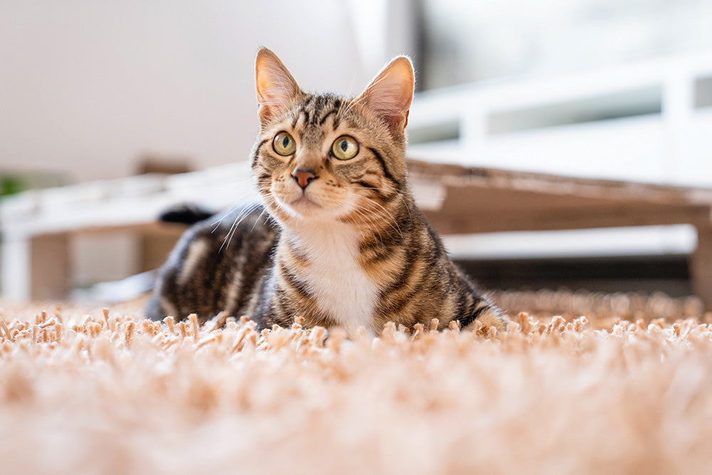 How To Get Rid of Cat Pee Smell in Carpet