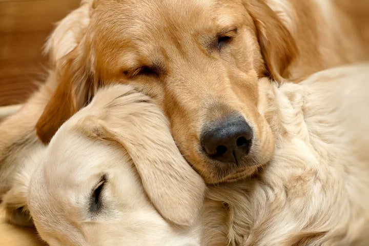 How To Get Dog Smell Out of the House