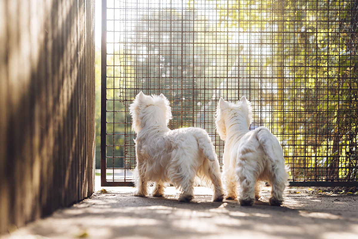 How to Get Rid of Dog Kennel Odors