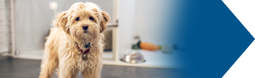 Animal & Pet Odors