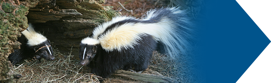 Skunk Odors