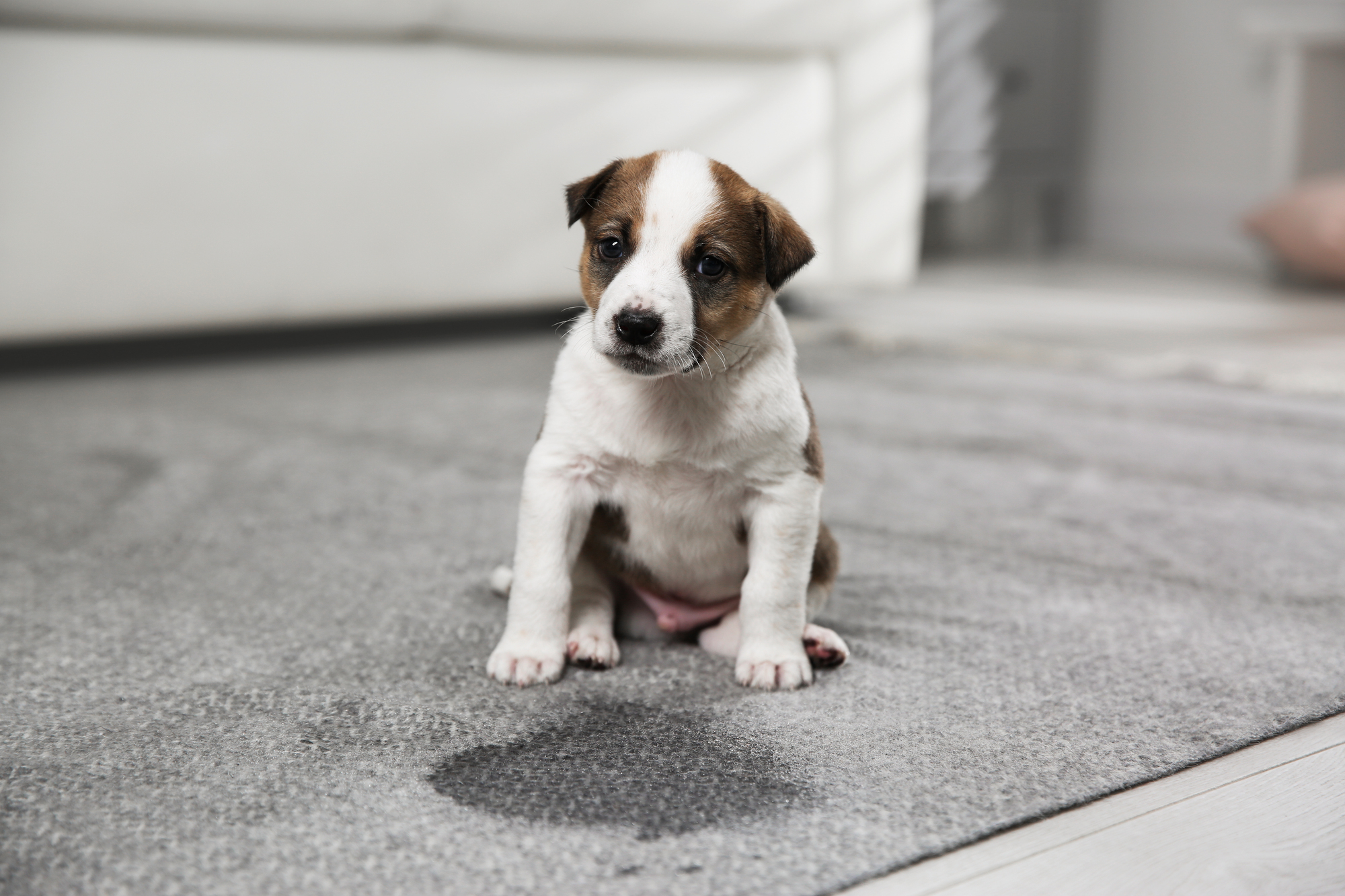 How to Get Dog Pee Smell Out of Carpet