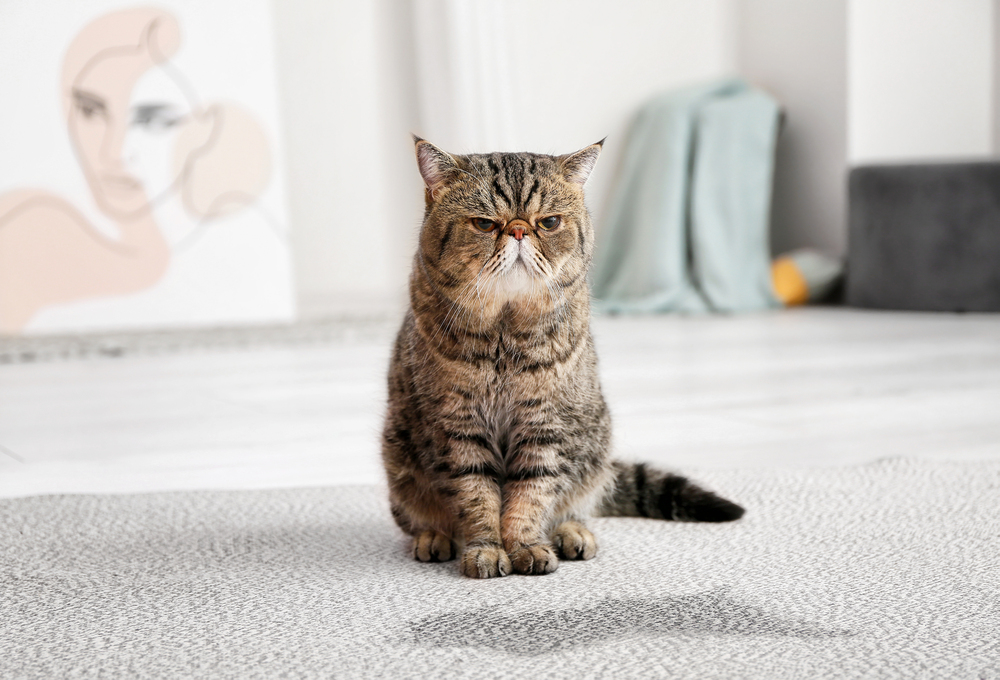 How To Get Rid of Cat Pee Smell in Carpet