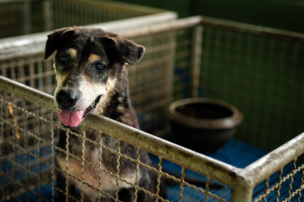 How to Get Rid of Dog Kennel Odors