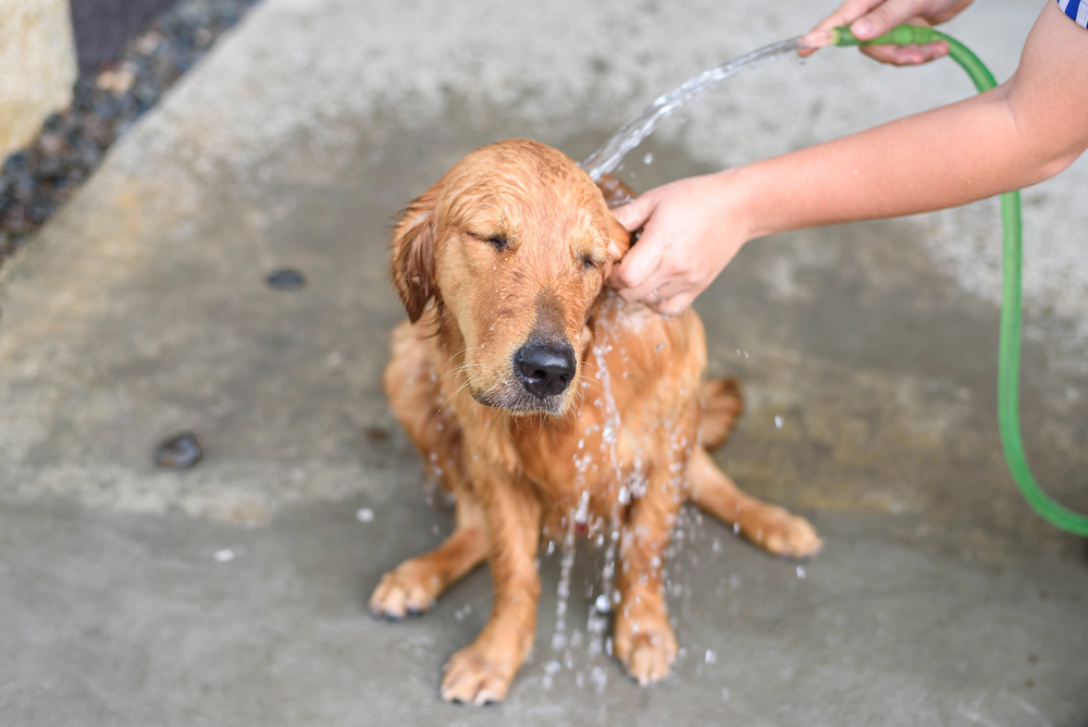 How to Get Skunk Smell Off Your Dog